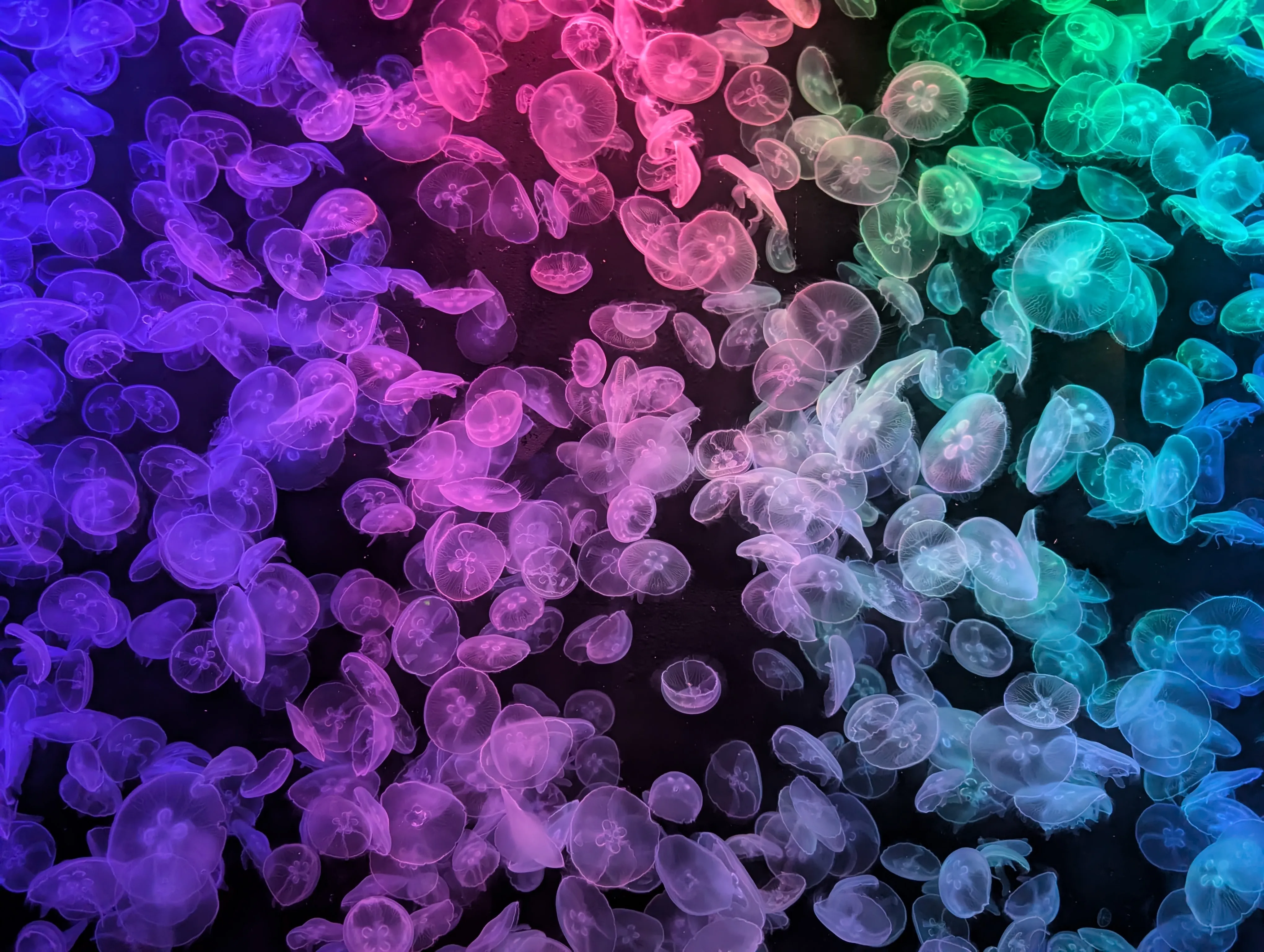 jelly