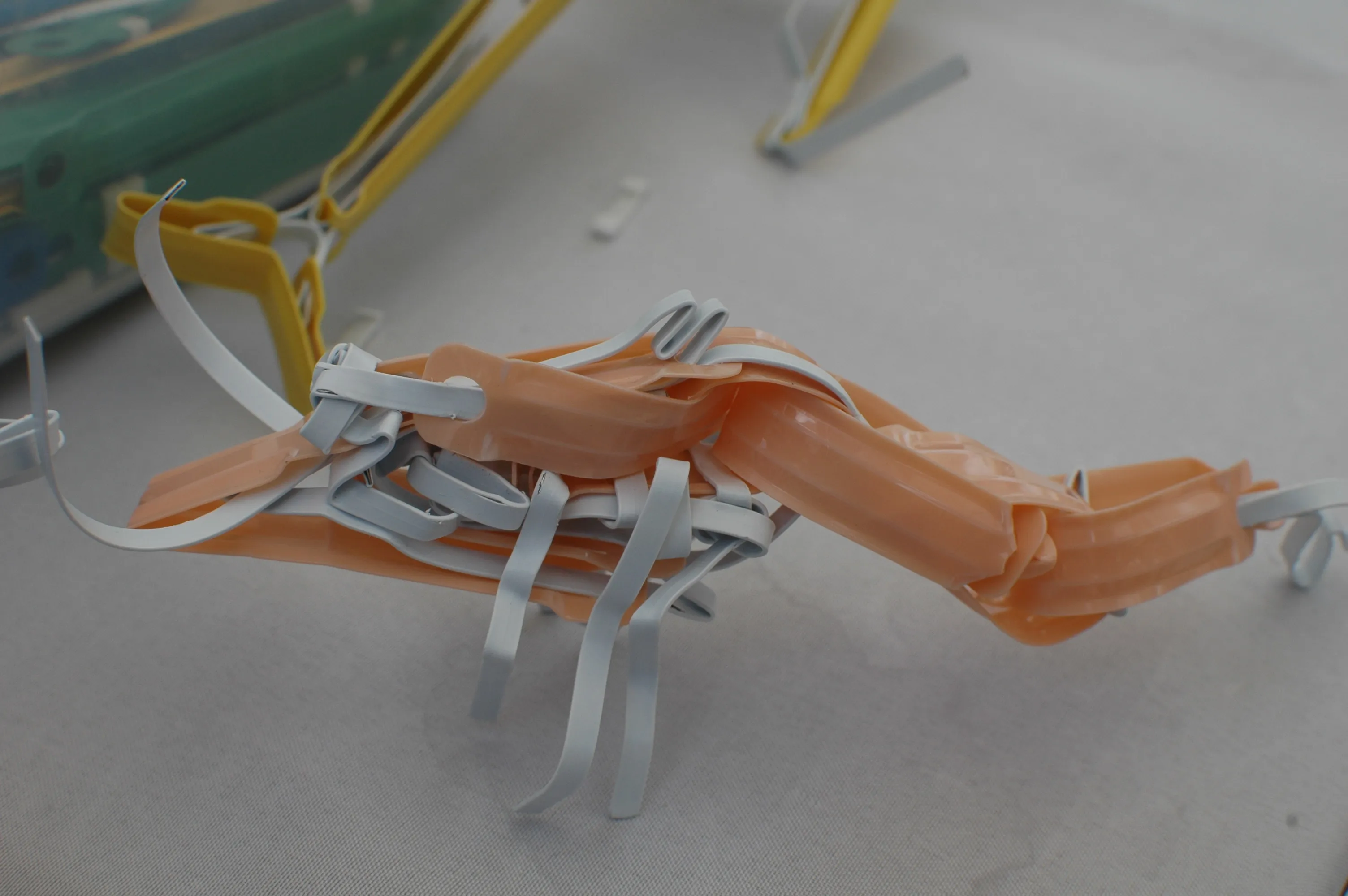 prawn